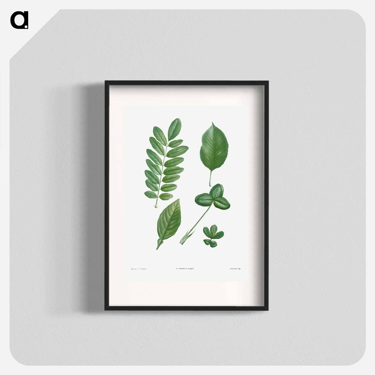 Tree leaf set - ピエール ジョゼフ ルドゥーテ Poster.