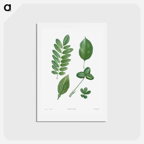 アートポストカード-Tree leaf set - ピエール ジョゼフ ルドゥーテ Postcard.