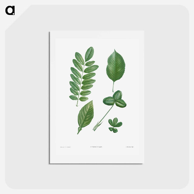 アートポストカード-Tree leaf set - ピエール ジョゼフ ルドゥーテ Postcard.