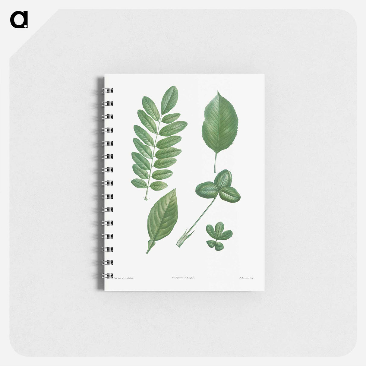 Tree leaf set - ピエール ジョゼフ ルドゥーテ Memo.
