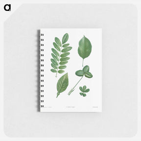 アートメモ帳-Tree leaf set - ピエール ジョゼフ ルドゥーテ Memo.
