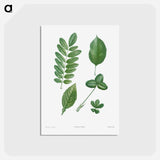 アートポストカード-Tree leaf set - ピエール ジョゼフ ルドゥーテ Postcard.