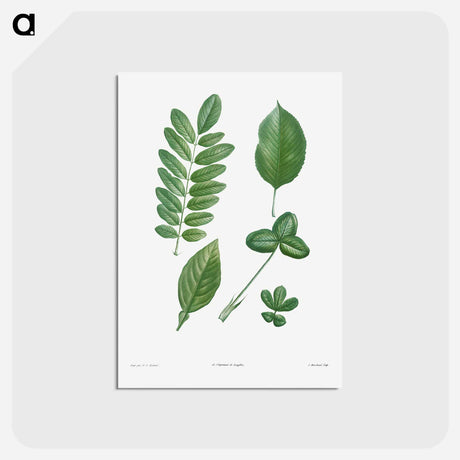 アートポストカード-Tree leaf set - ピエール ジョゼフ ルドゥーテ Postcard.