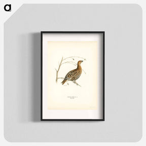 アートポスター-Black Grouse
 - スヴェンスカ フォグラル Poster.