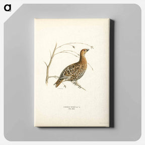アートパネル-Black Grouse
 - スヴェンスカ フォグラル Canvas.