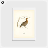 アートポストカード-Black Grouse
 - スヴェンスカ フォグラル Postcard.