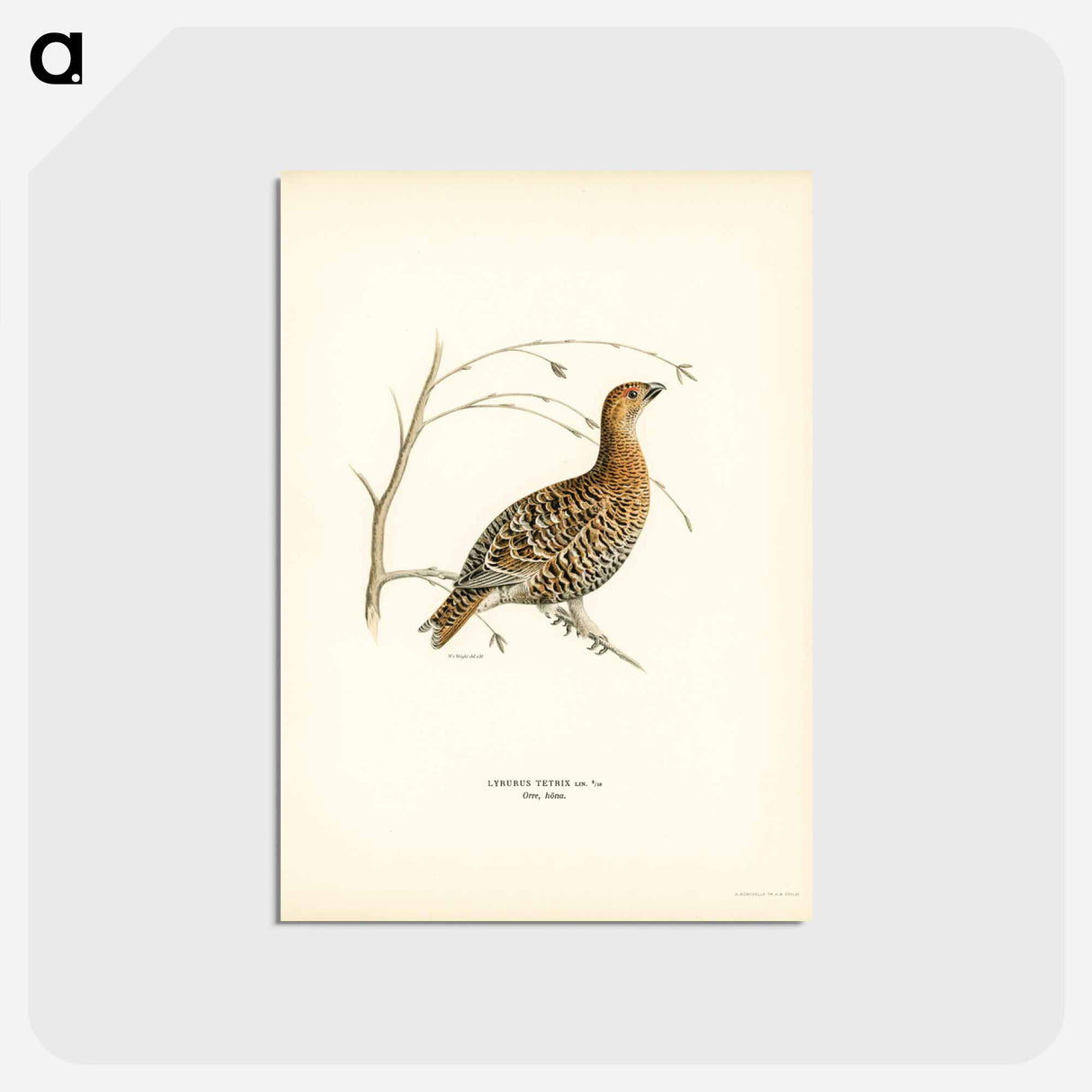 アートポストカード-Black Grouse
 - スヴェンスカ フォグラル Postcard.
