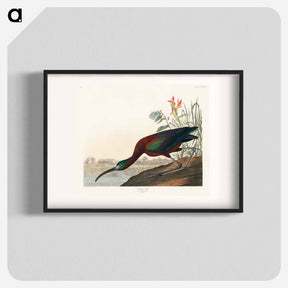 アートポスター-Glossy Ibis from Birds of America
 - アメリカの鳥たち Poster.