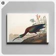 アートパネル-Glossy Ibis from Birds of America
 - アメリカの鳥たち Canvas.