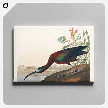 アートパネル-Glossy Ibis from Birds of America
 - アメリカの鳥たち Canvas.