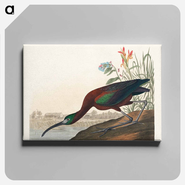 アートパネル-Glossy Ibis from Birds of America
 - アメリカの鳥たち Canvas.