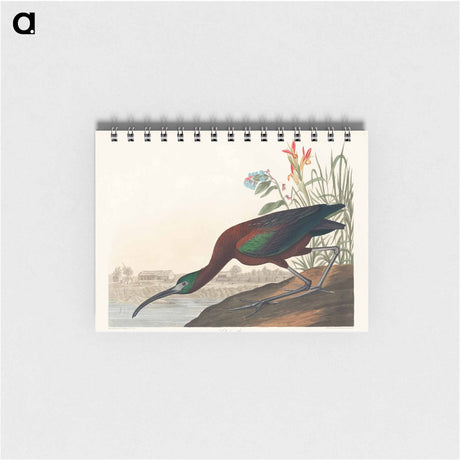 アートメモ帳-Glossy Ibis from Birds of America
 - アメリカの鳥たち Memo.
