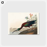 アートポストカード-Glossy Ibis from Birds of America
 - アメリカの鳥たち Postcard.