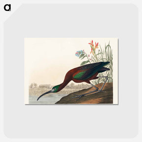 アートポストカード-Glossy Ibis from Birds of America
 - アメリカの鳥たち Postcard.