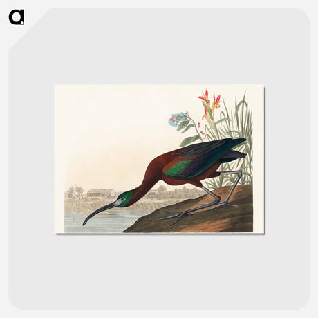 アートポストカード-Glossy Ibis from Birds of America
 - アメリカの鳥たち Postcard.