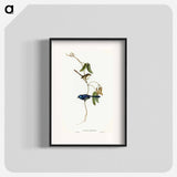 Banded Wren
 - オーストラリアの鳥 Poster.