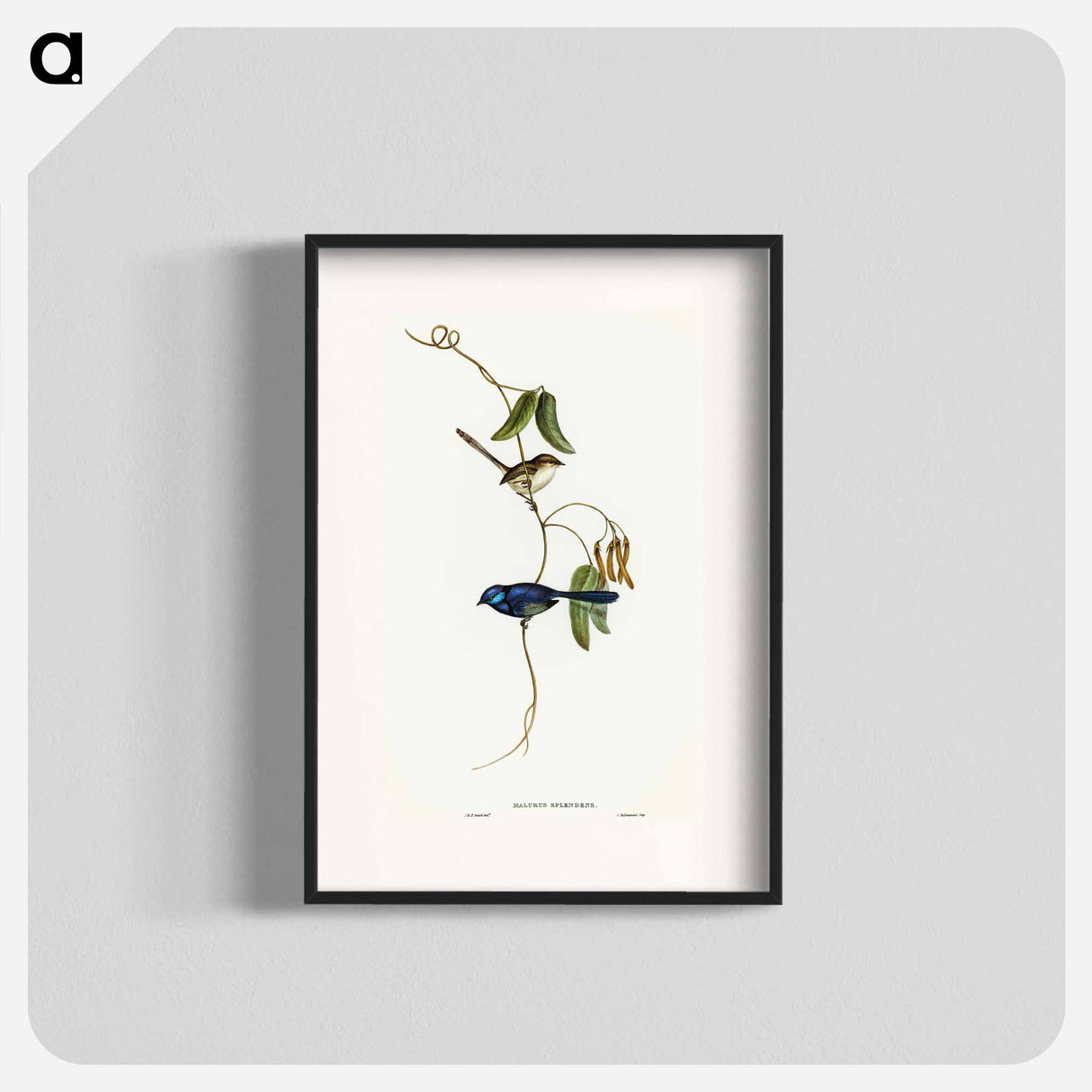 アートポスター-Banded Wren
 - オーストラリアの鳥 Poster.