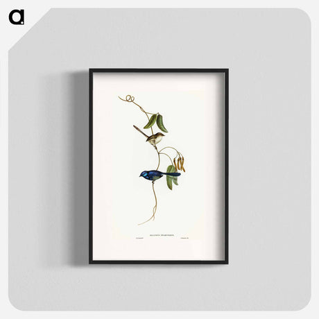 アートポスター-Banded Wren
 - オーストラリアの鳥 Poster.