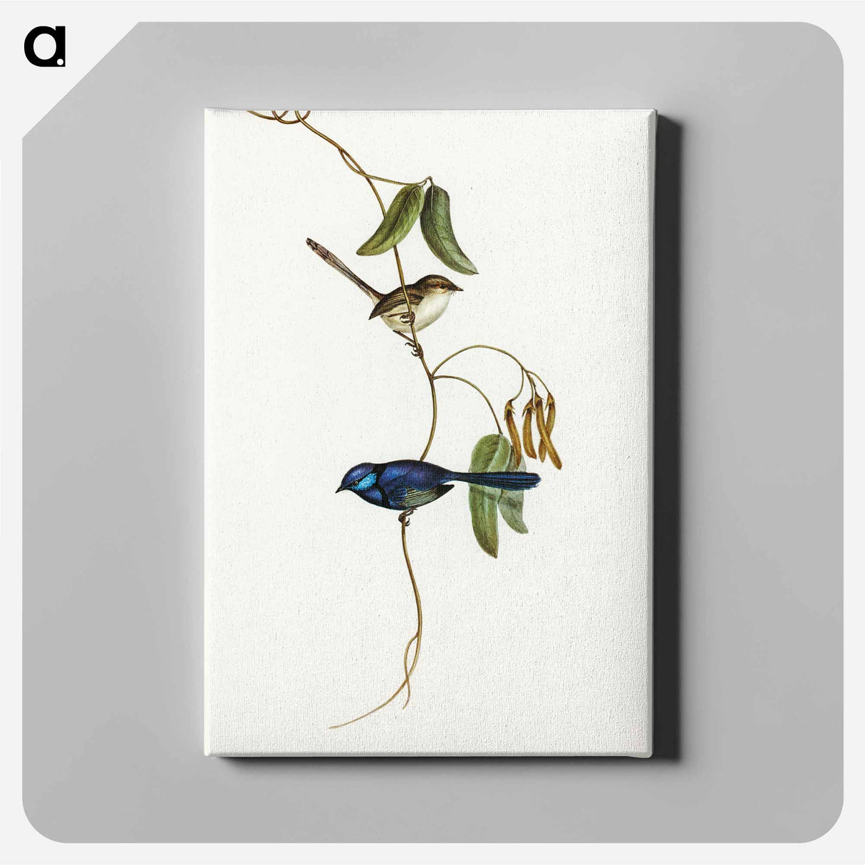 Banded Wren
 - オーストラリアの鳥 Canvas.