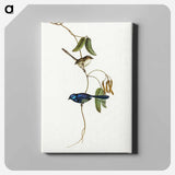 アートパネル-Banded Wren
 - オーストラリアの鳥 Canvas.