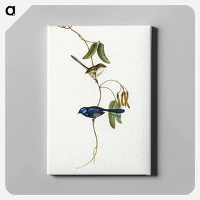 アートパネル-Banded Wren
 - オーストラリアの鳥 Canvas.