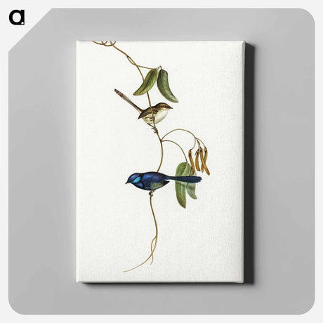 アートパネル-Banded Wren
 - オーストラリアの鳥 Canvas.