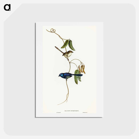 アートポストカード-Banded Wren
 - オーストラリアの鳥 Postcard.