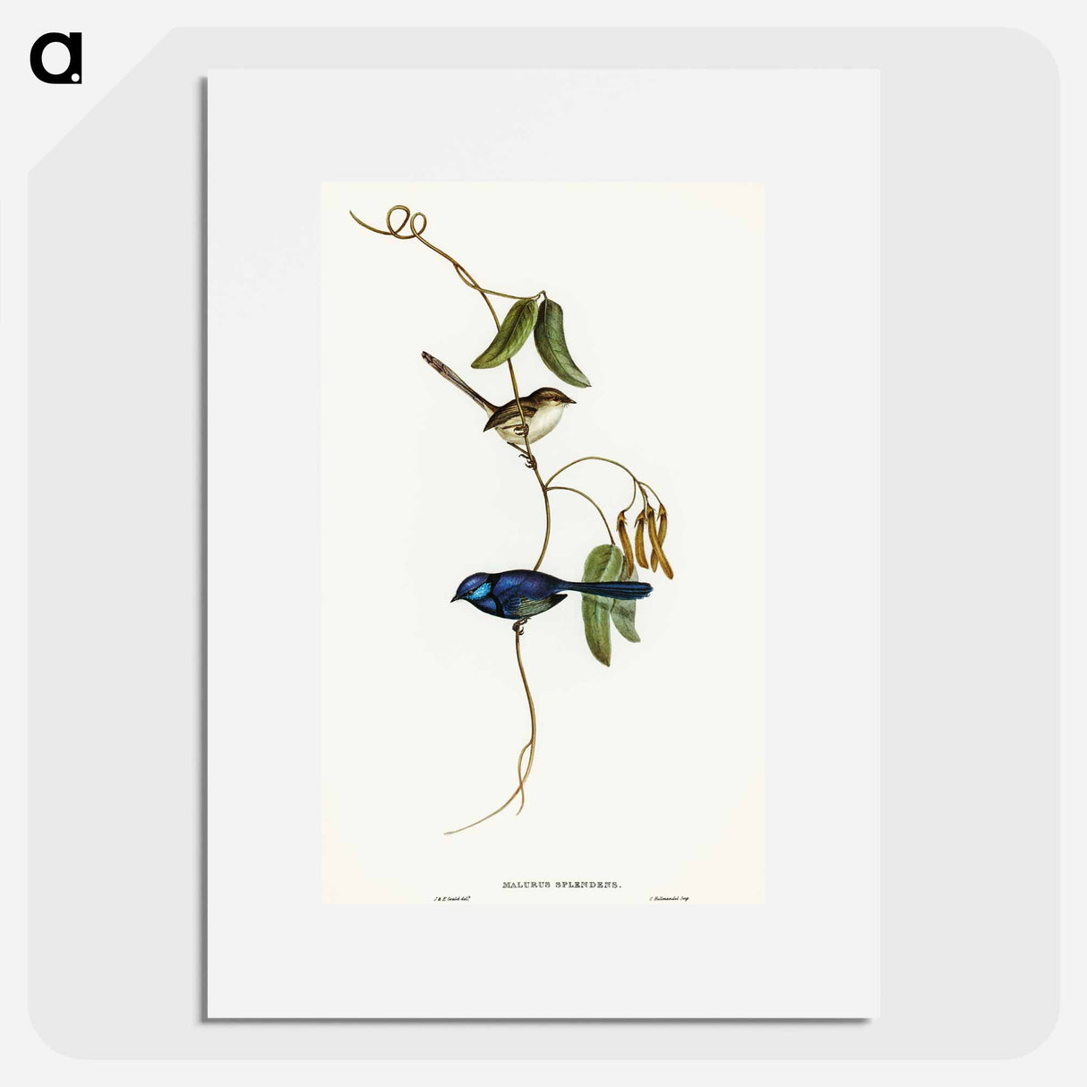 Banded Wren
 - オーストラリアの鳥 Poster.