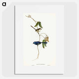 Banded Wren
 - オーストラリアの鳥 Poster.