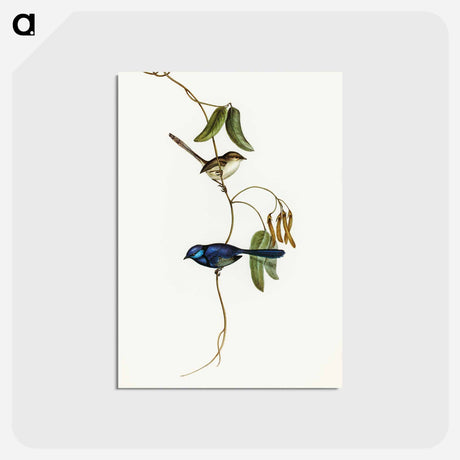 アートポストカード-Banded Wren
 - オーストラリアの鳥 Postcard.