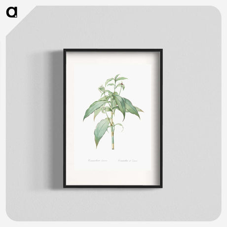 2-66_The-Lilies_blk