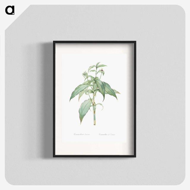 2-66_The-Lilies_blk