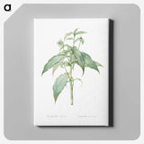 2-66_The-Lilies_canvas