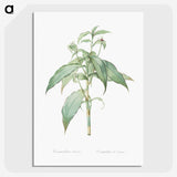 2-66_The-Lilies_picture-crop