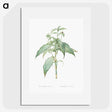 2-66_The-Lilies_picture