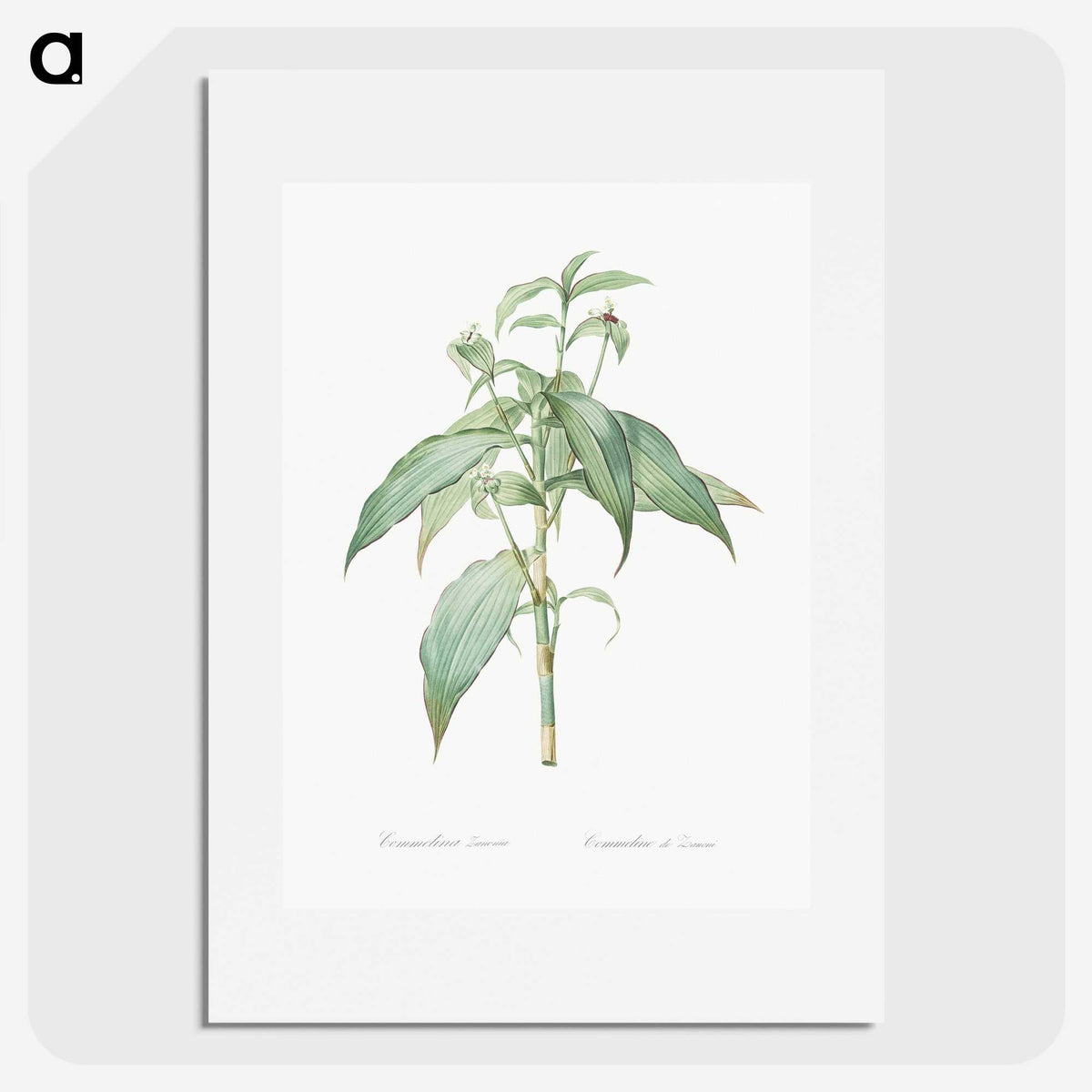 2-66_The-Lilies_picture
