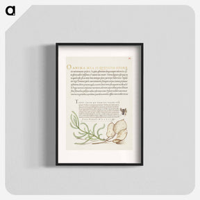 アートポスター-House Fly, Lavender Cotton, and Money Plant from Mira Calligraphiae Monumenta
 - 書道のお手本 Poster.