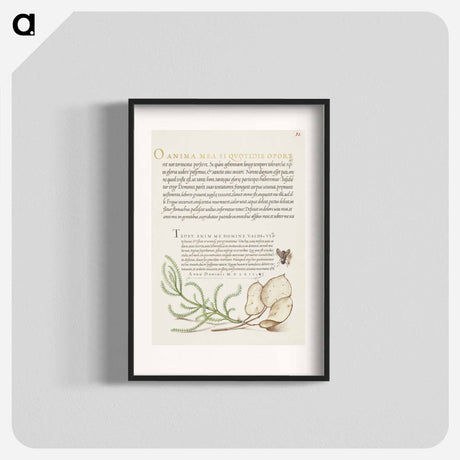 アートポスター-House Fly, Lavender Cotton, and Money Plant from Mira Calligraphiae Monumenta
 - 書道のお手本 Poster.