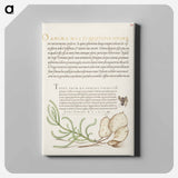 アートパネル-House Fly, Lavender Cotton, and Money Plant from Mira Calligraphiae Monumenta
 - 書道のお手本 Canvas.