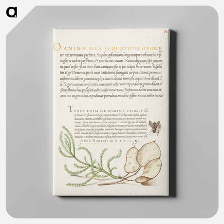 アートパネル-House Fly, Lavender Cotton, and Money Plant from Mira Calligraphiae Monumenta
 - 書道のお手本 Canvas.