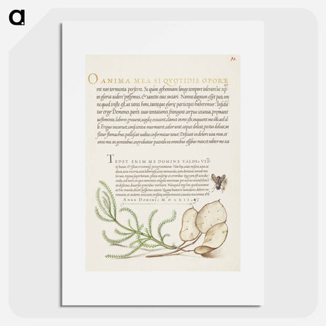 アートポスター-House Fly, Lavender Cotton, and Money Plant from Mira Calligraphiae Monumenta
 - 書道のお手本 Poster.