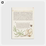 アートポストカード-House Fly, Lavender Cotton, and Money Plant from Mira Calligraphiae Monumenta
 - 書道のお手本 Postcard.