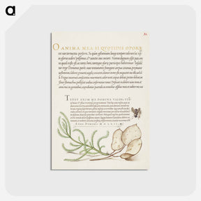 アートポストカード-House Fly, Lavender Cotton, and Money Plant from Mira Calligraphiae Monumenta
 - 書道のお手本 Postcard.