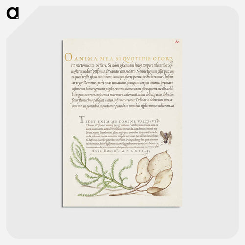 House Fly, Lavender Cotton, and Money Plant from Mira Calligraphiae Monumenta
 - 書道のお手本 Postcard.