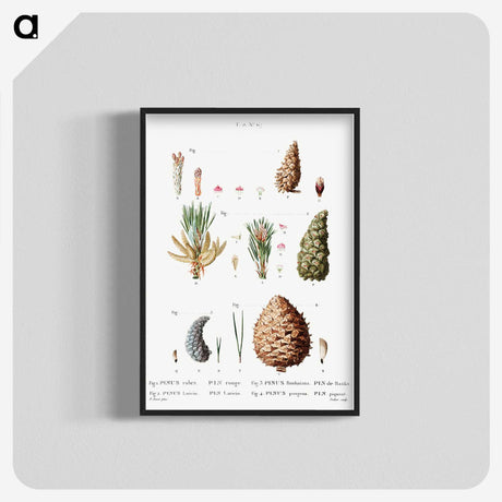 2-66_Treatise-on-Trees-and-Shrubs_blk-crop
