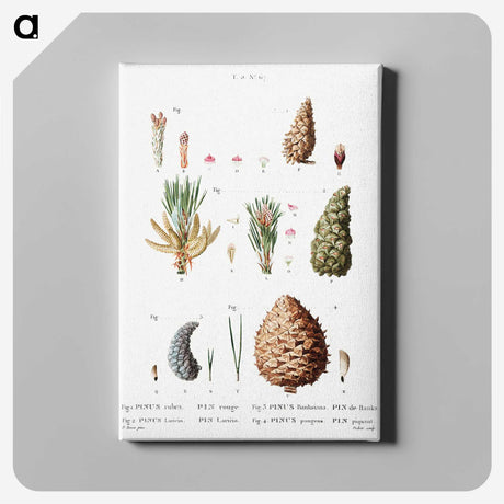 2-66_Treatise-on-Trees-and-Shrubs_canvas