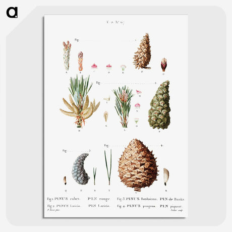 2-66_Treatise-on-Trees-and-Shrubs_picture-crop