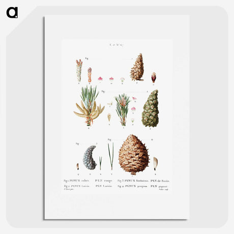 2-66_Treatise-on-Trees-and-Shrubs_picture