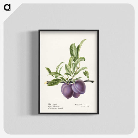 2-66_USDA-Watercolor-Fruit-Painting-Collection_blk-crop