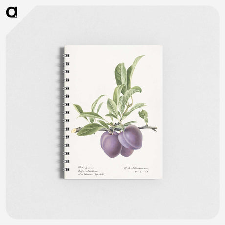 2-66_USDA-Watercolor-Fruit-Painting-Collection_memo